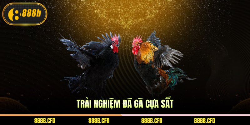 Trải nghiệm đá gà cựa sắt