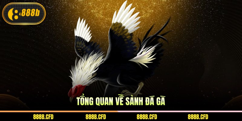Tổng quan về sảnh đá gà