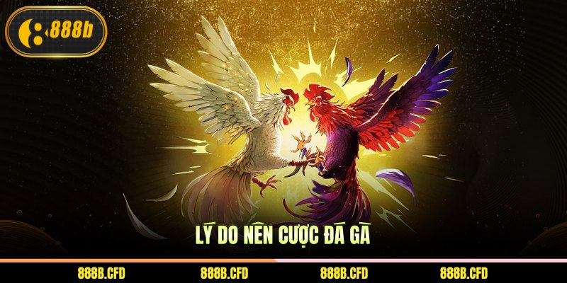 Lý do nên cược đá gà
