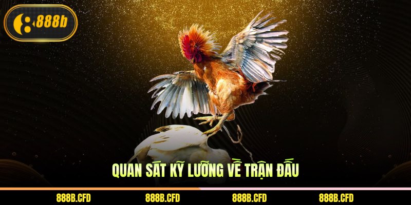Quan sát kỹ lưỡng về trận đấu 