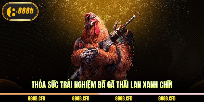 Thỏa sức trải nghiệm đá gà Thái Lan xanh chín